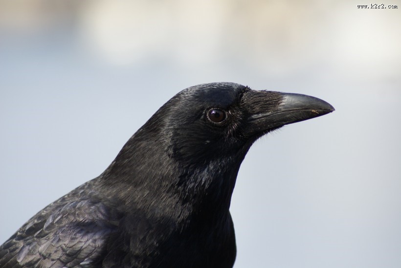 漆黑如墨的乌鸦图片