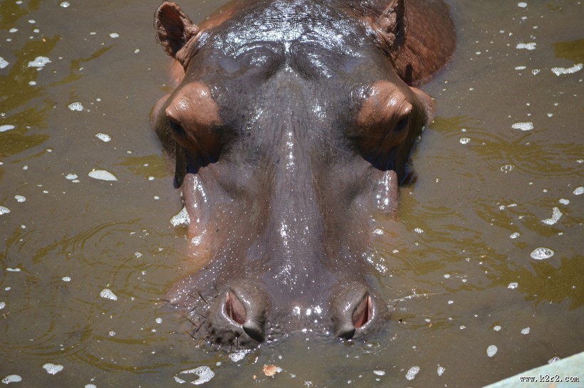 露出水面的河马头部图片