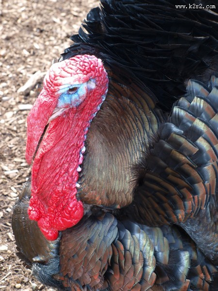 火鸡头部图片