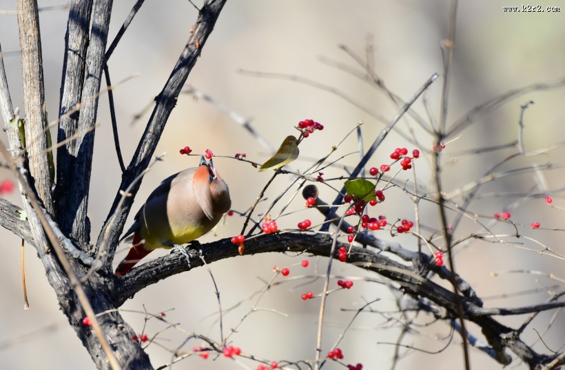 树上的太平鸟图片