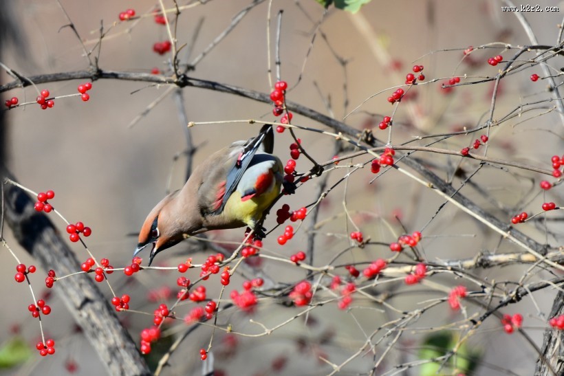 树上的太平鸟图片