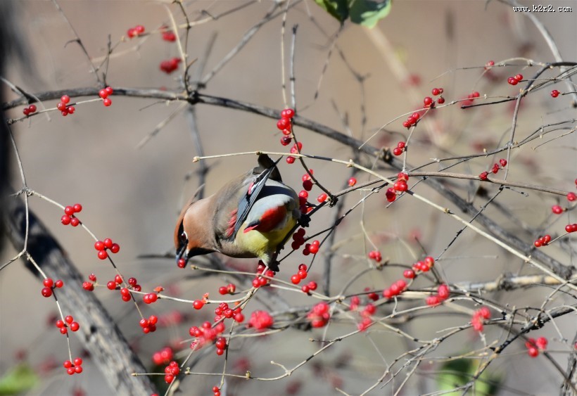 树上的太平鸟图片