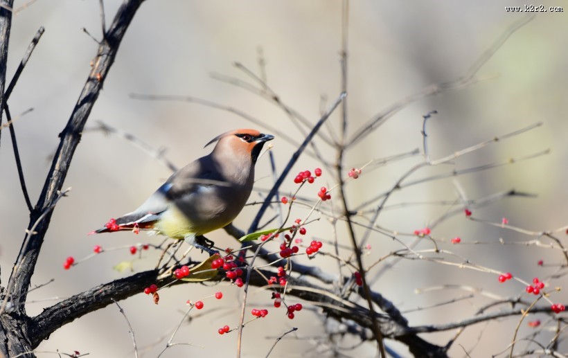 树上的太平鸟图片