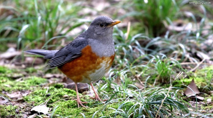 草地上的灰背鸫图片大全
