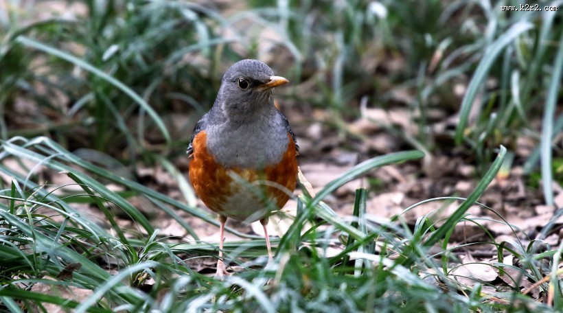 草地上的灰背鸫图片大全
