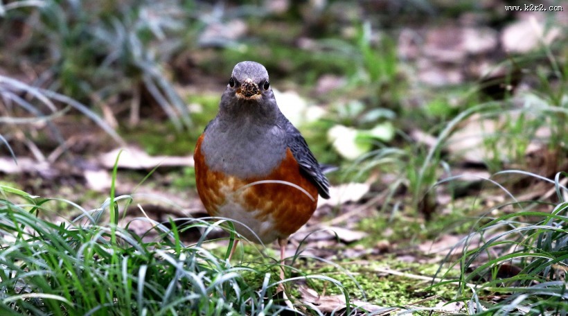草地上的灰背鸫图片大全