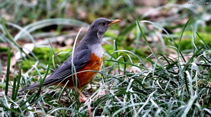 草地上的灰背鸫图片大全