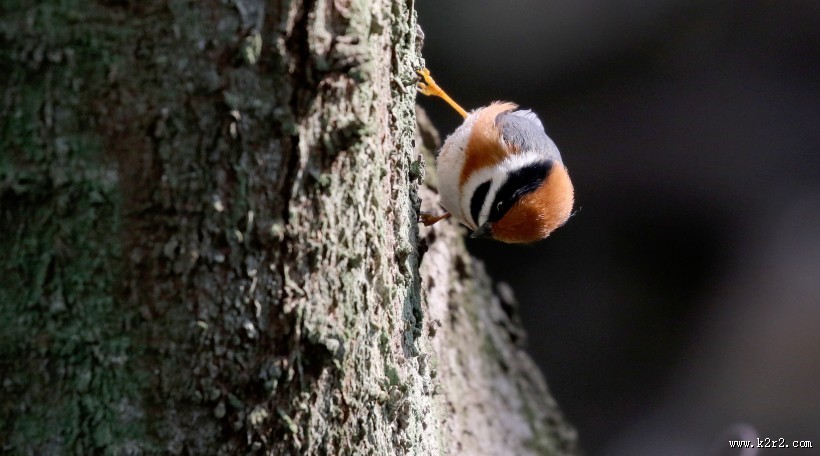 红头长尾山雀图片