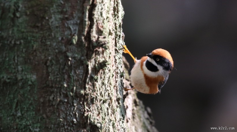 红头长尾山雀图片