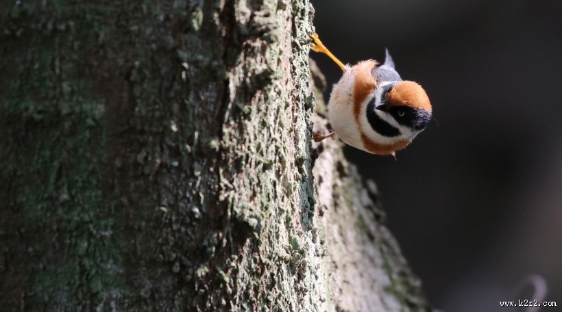 红头长尾山雀图片