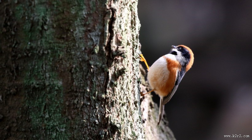 红头长尾山雀图片