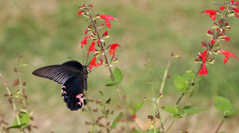 黑色的蝴蝶图片大全