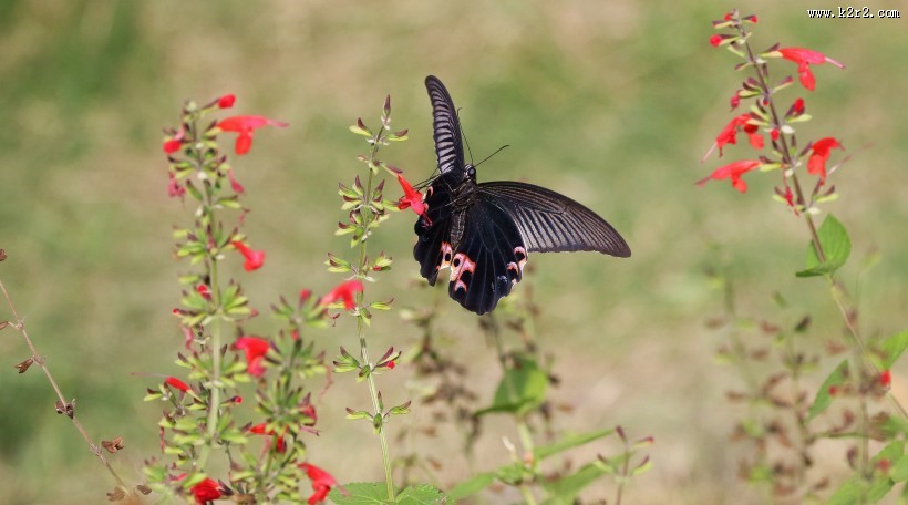 黑色的蝴蝶图片大全