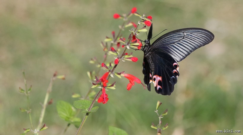 黑色的蝴蝶图片大全