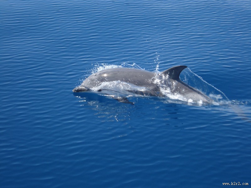 活泼可爱的海豚图片大全