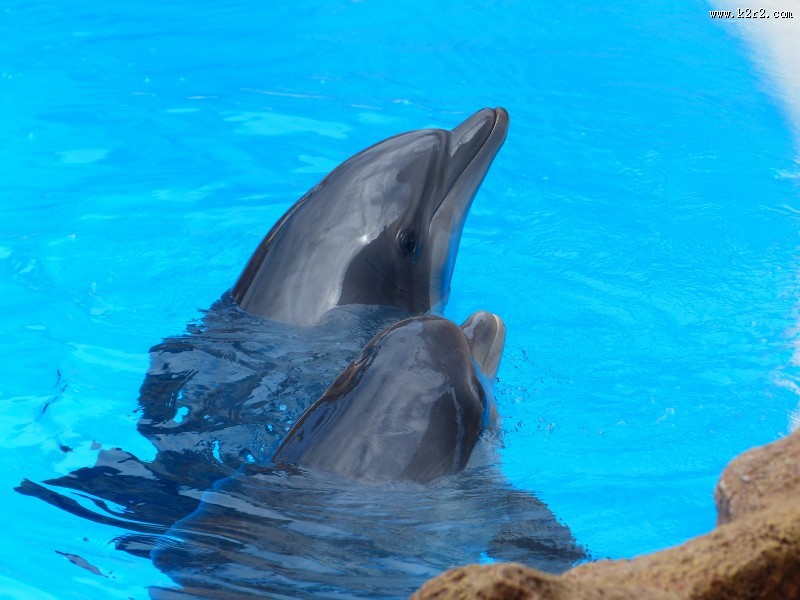 活泼可爱的海豚图片大全