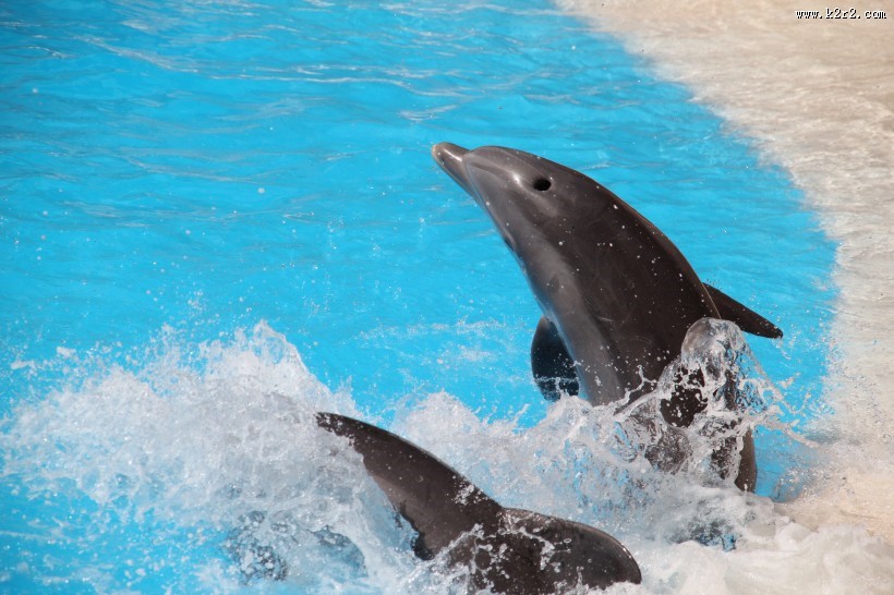 活泼可爱的海豚图片大全