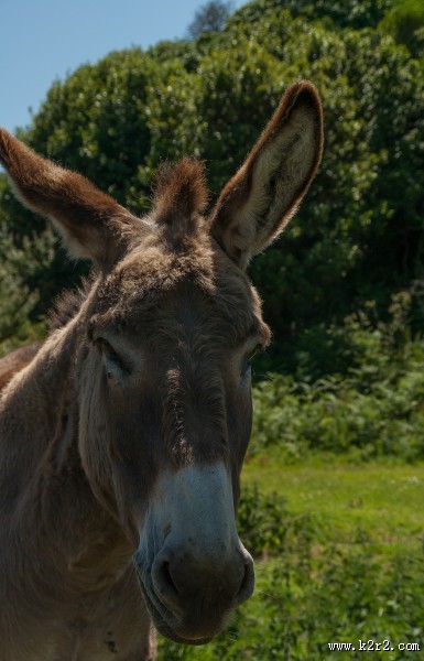 健壮呆萌的毛驴图片