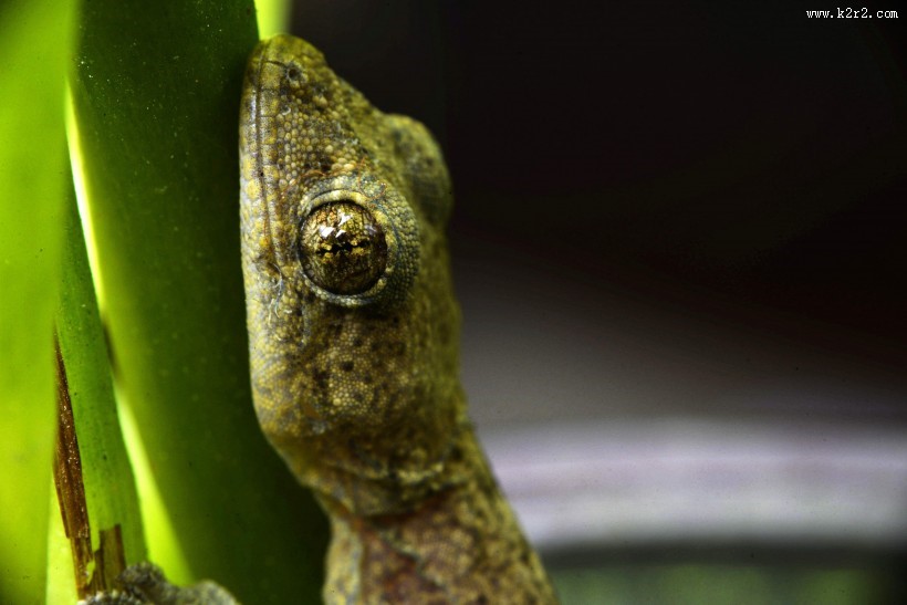 小壁虎图片大全