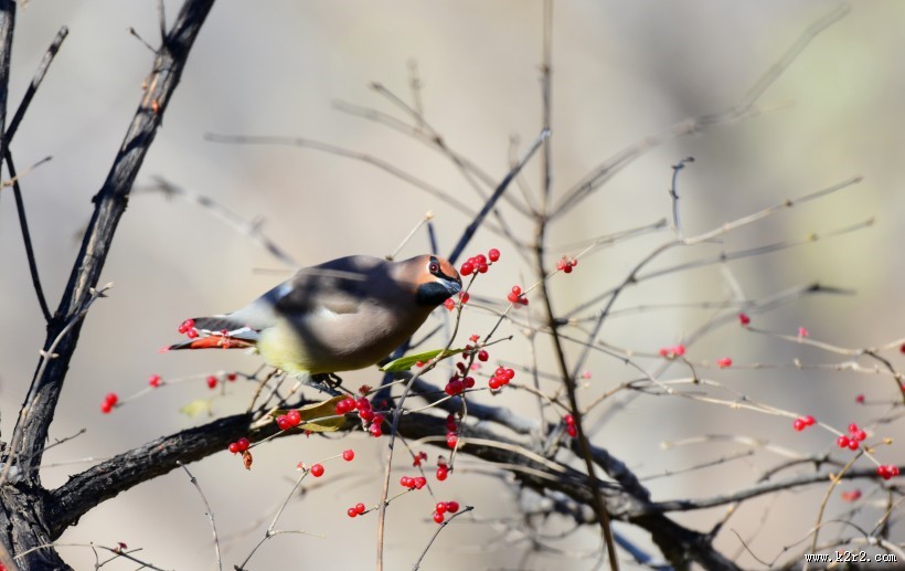 树上的太平鸟图片大全
