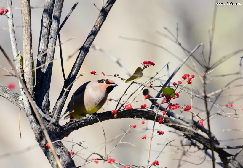 树上的太平鸟图片大全