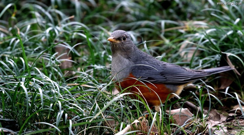 草地上的灰背鸫图片大全