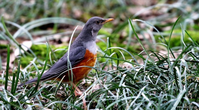 草地上的灰背鸫图片大全