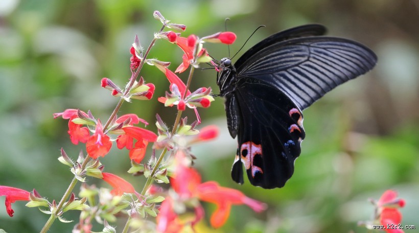黑色的蝴蝶图片