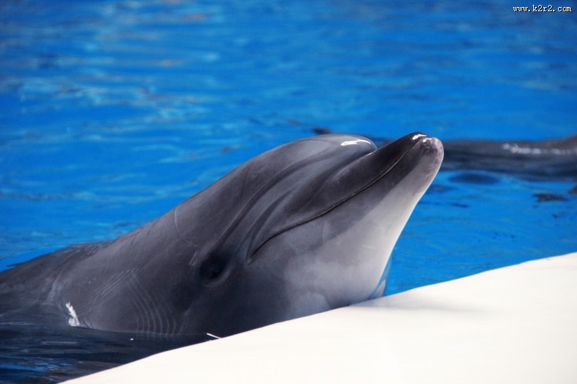 活泼可爱的海豚图片