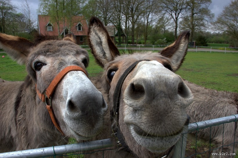 健壮呆萌的毛驴图片大全