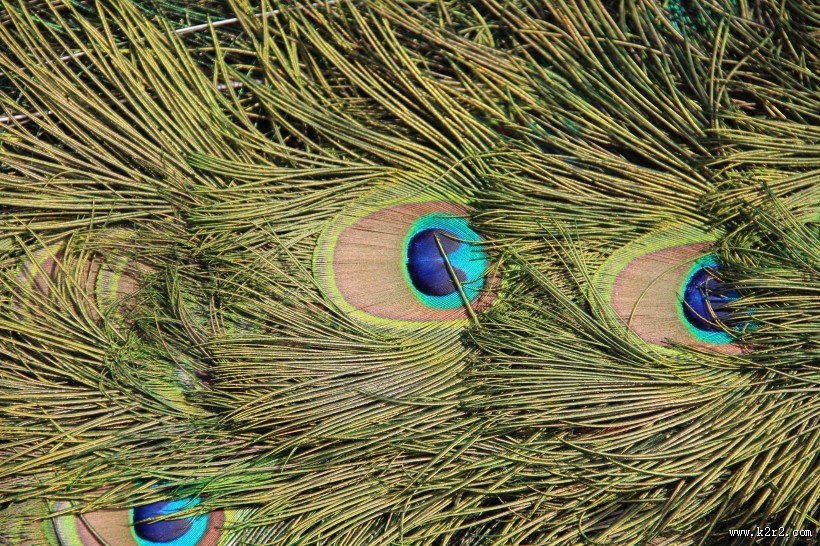 光鲜的孔雀羽毛图片