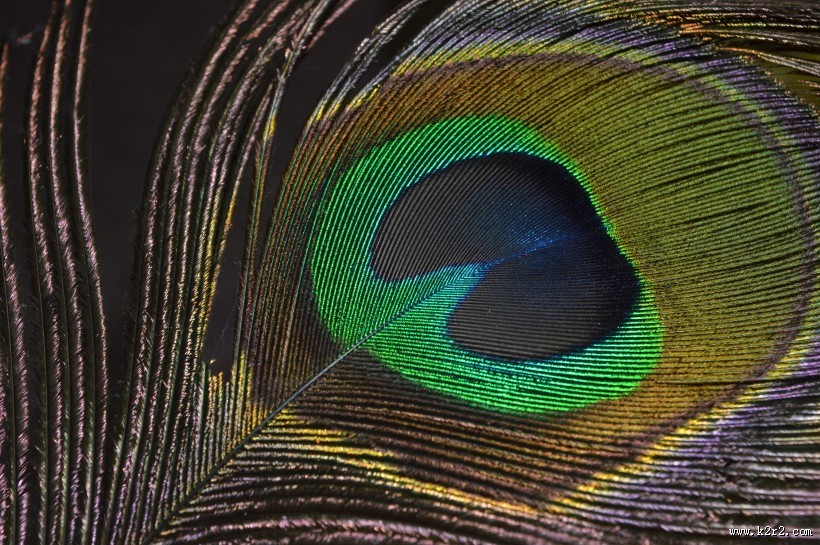 光鲜的孔雀羽毛图片