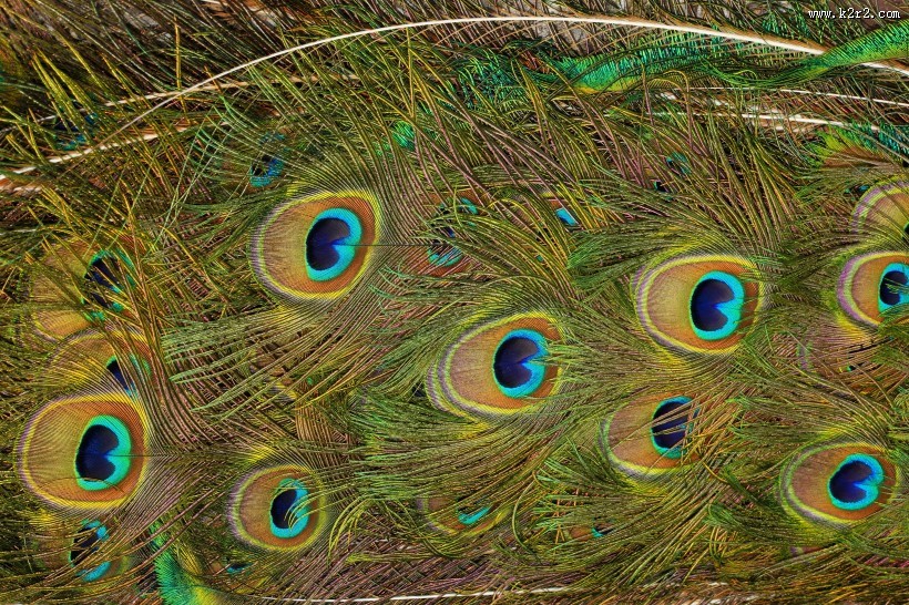 光鲜的孔雀羽毛图片