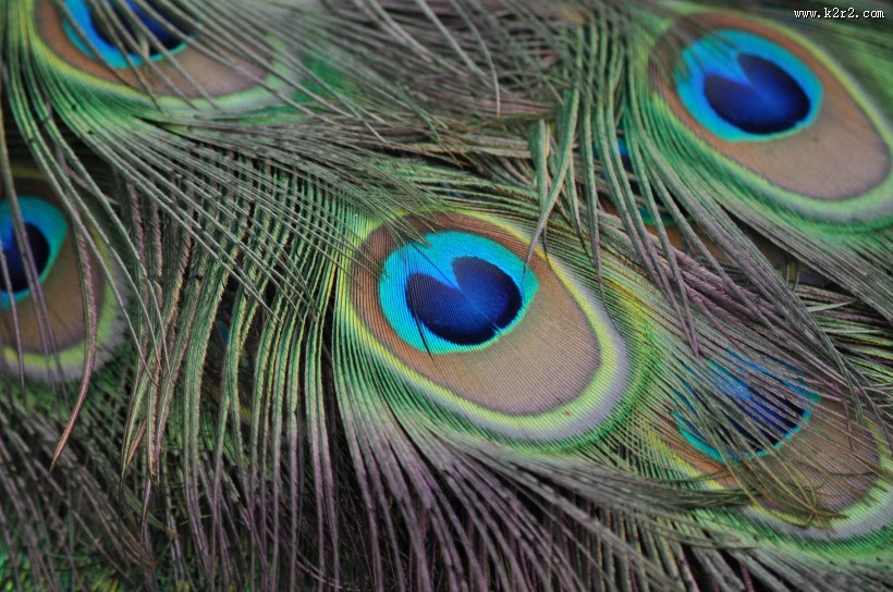 光鲜的孔雀羽毛图片