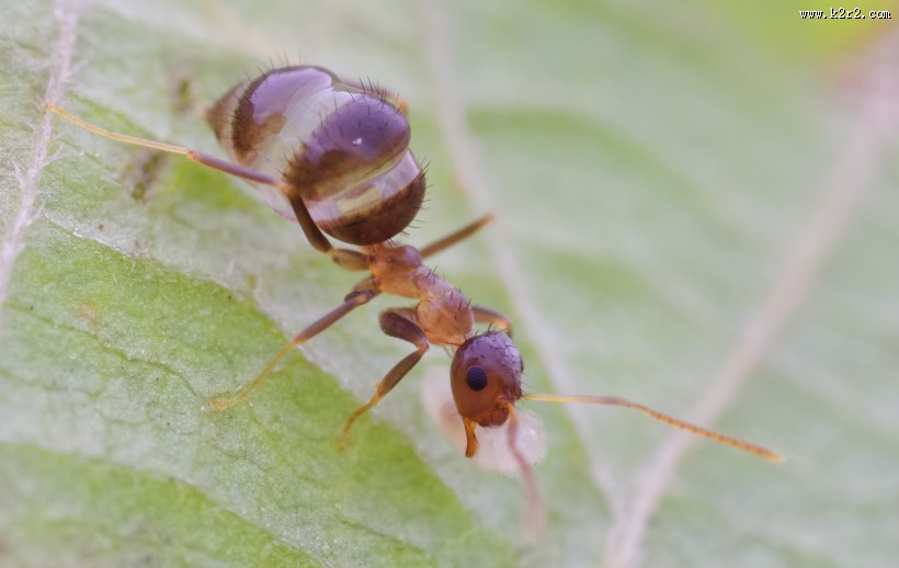 微距举腹蚁图片