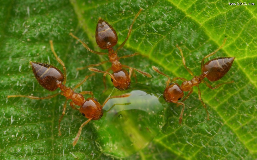 微距举腹蚁图片