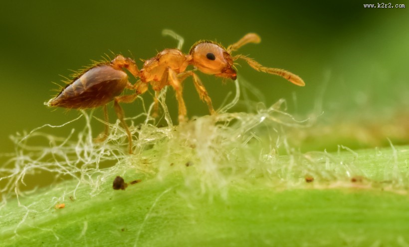 微距举腹蚁图片