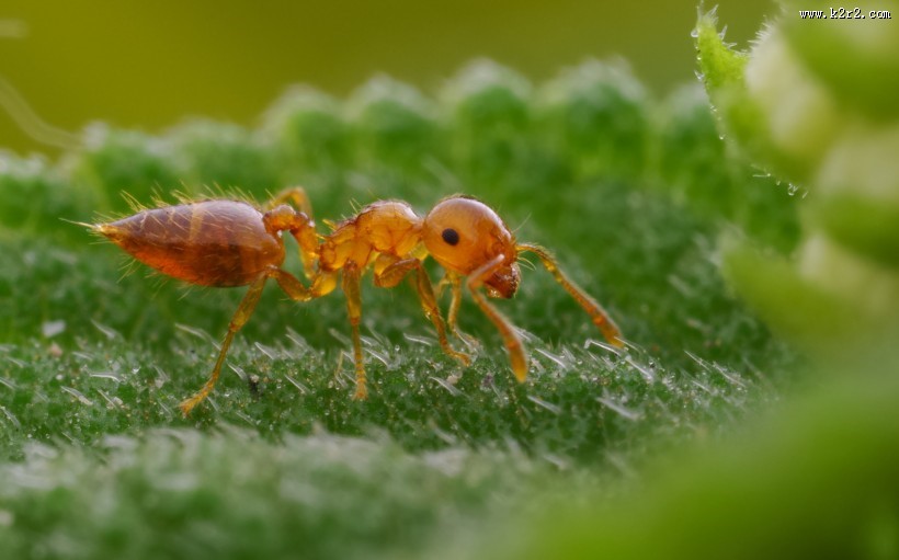 微距举腹蚁图片