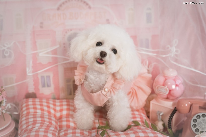 萌萌的泰迪犬图片大全