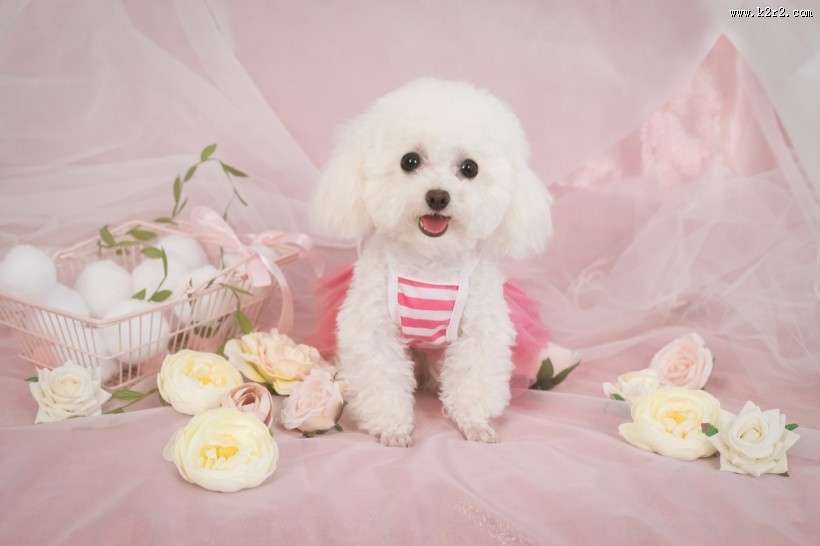 萌萌的泰迪犬图片大全