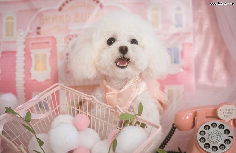 萌萌的泰迪犬图片大全