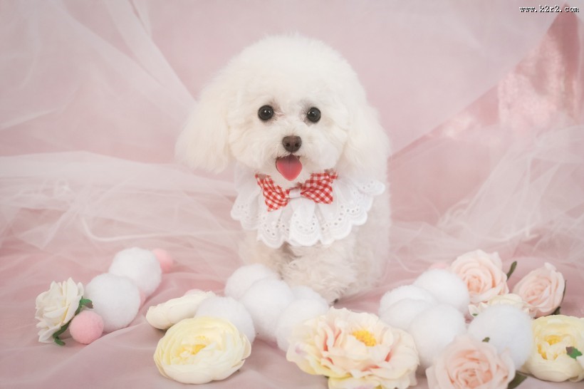 萌萌的泰迪犬图片大全