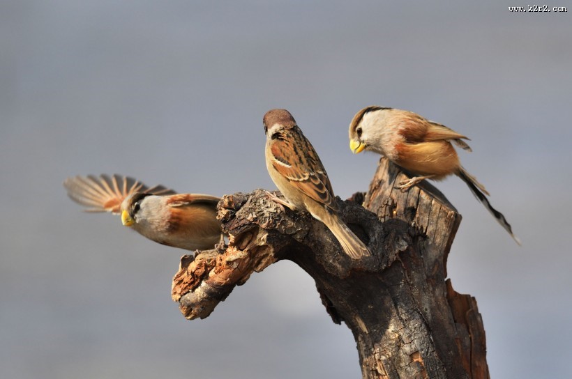 震旦鸦雀图片大全