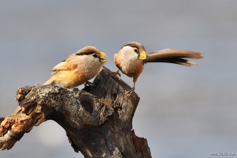 震旦鸦雀图片大全