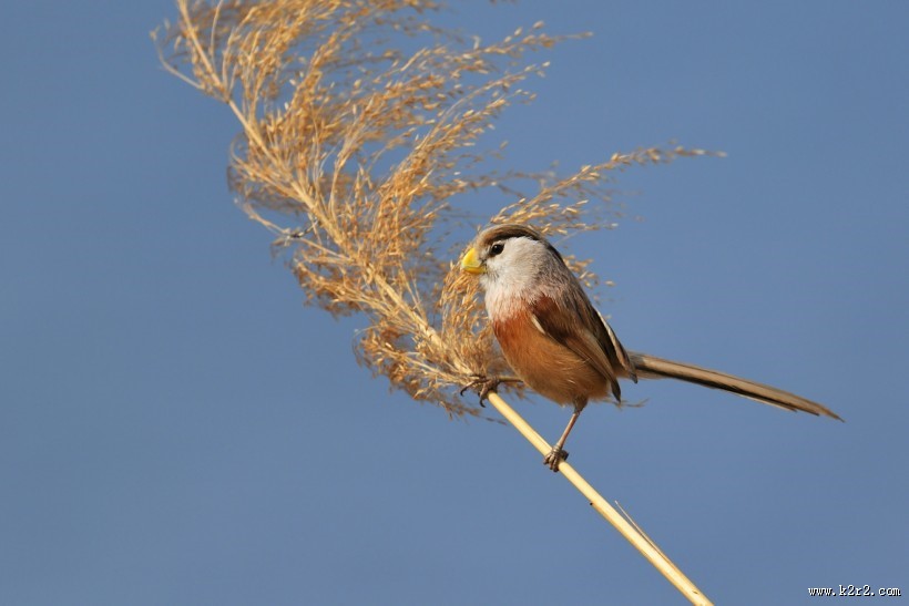 震旦鸦雀图片大全