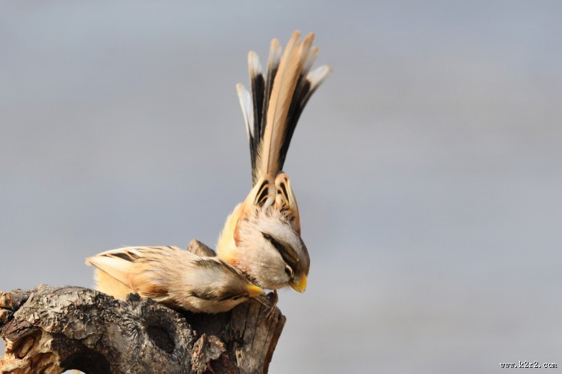 震旦鸦雀图片大全