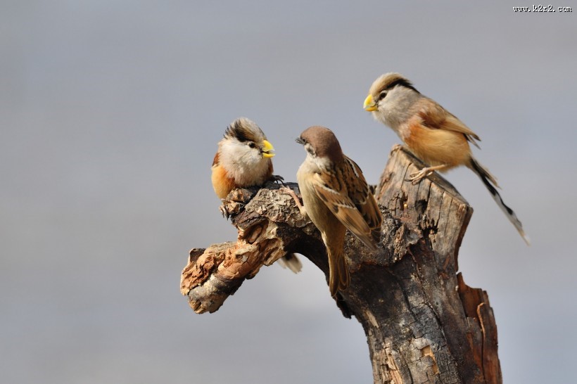 震旦鸦雀图片大全