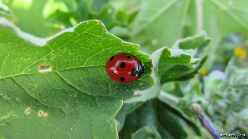 一只七星瓢虫图片