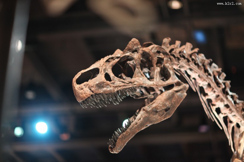 恐龙化石图片大全