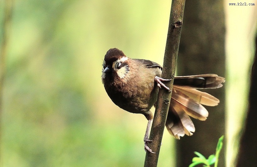 眼纹噪鹛鸟类图片